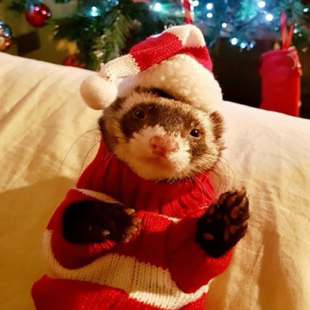 Язычки и темки тг - Вестник Платформы • ТГ